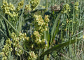 Rumex Altissimus Pale Dock Seeds – Hardy Native Perennial for Meadows Wetlands Gardens – Easy to Grow Plant