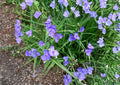 Western Spiderwort Seeds – Bright Blue Native Perennial Flowers for Gardens – Tradescantia occidentalis