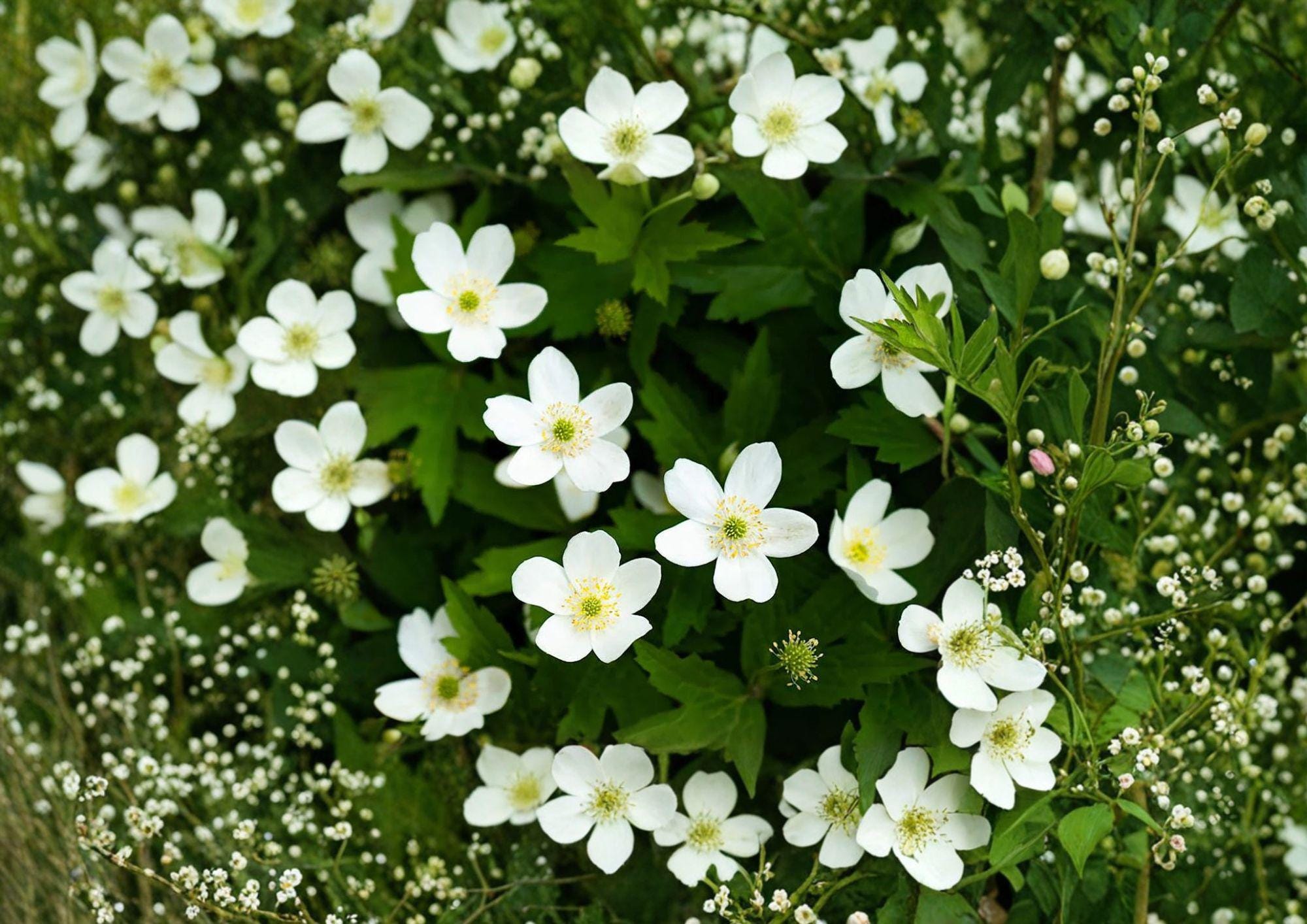 Canada Anemone Seeds – Hardy Native Perennial with White Spring Flowers for Woodland Gardens – Non-GMO