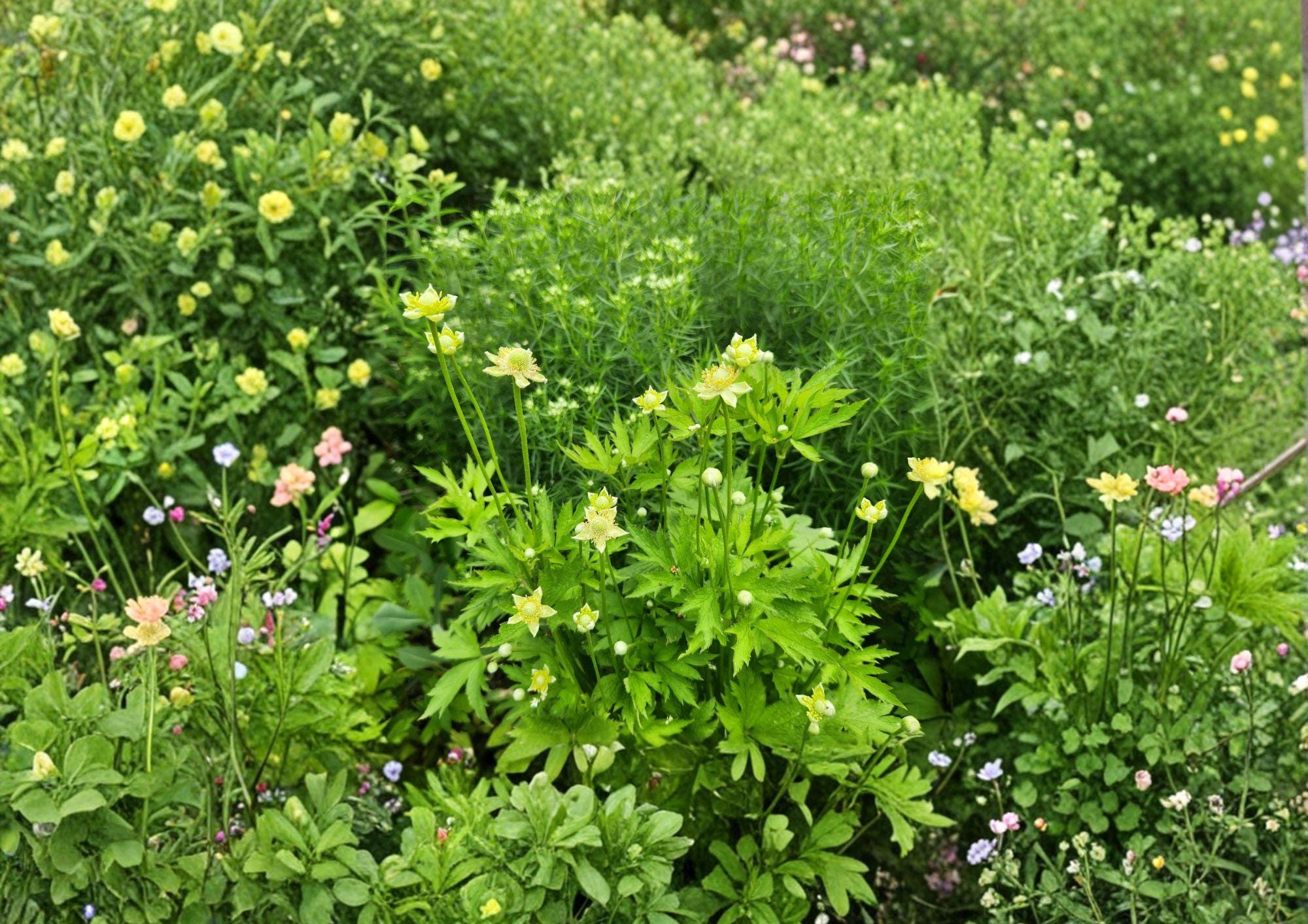 Anemone Virginiana Tall Thimbleweed Seeds – Native Perennial White Flowers, Decorative Heads, Bloom Haven Nursery