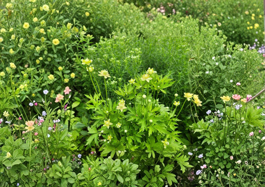 Anemone Virginiana Tall Thimbleweed Seeds – Native Perennial White Flowers, Decorative Heads, Bloom Haven Nursery