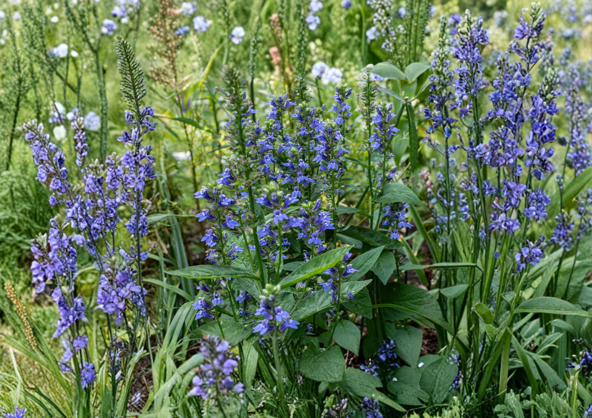 Blue Lobelia Seeds – Native Perennial for Pollinator Gardens – Hardy, Easy to Grow, Lobelia siphilitica
