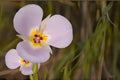 Winding Mariposa Lily Seeds (Calochortus flexuosus) - Native Wildflower for Dry Gardens & Rock Gardens