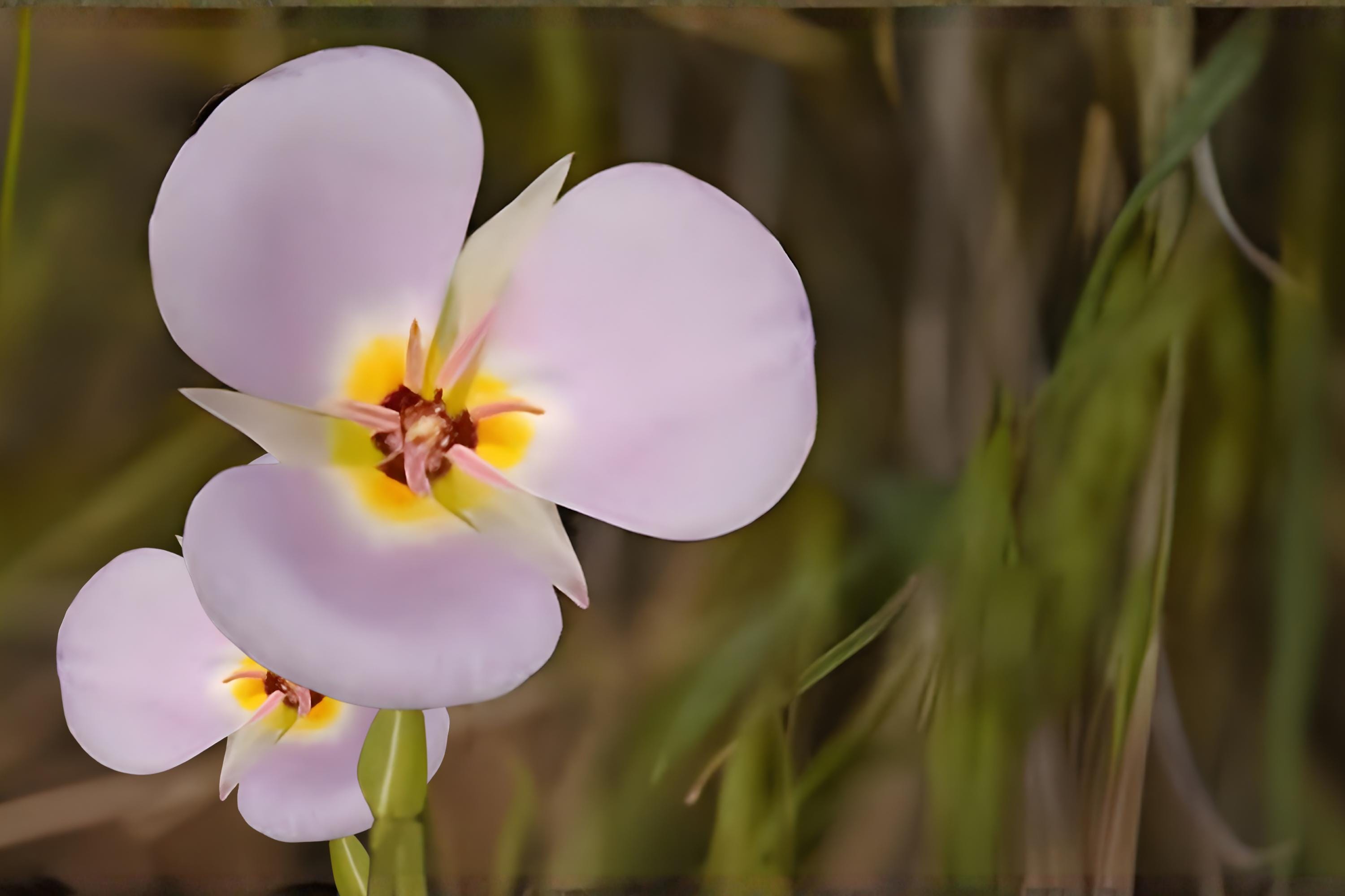Winding Mariposa Lily Seeds (Calochortus flexuosus) - Native Wildflower for Dry Gardens & Rock Gardens