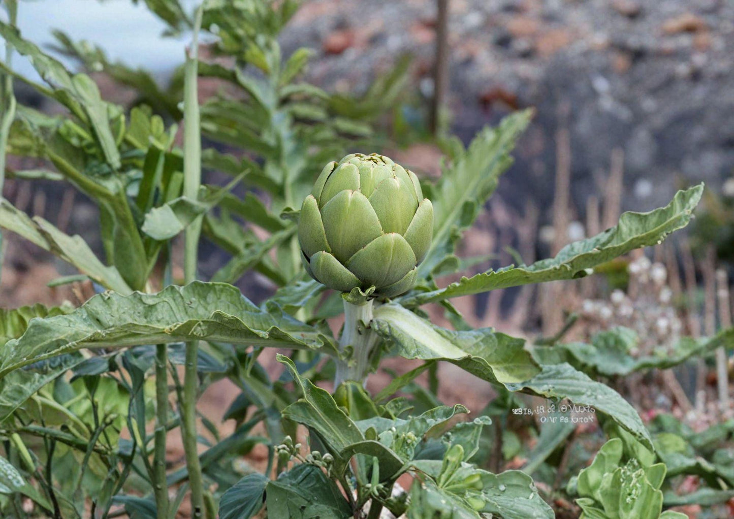 Green Globe Artichoke Seeds - Heirloom Gourmet Vegetable, Non-GMO, 10 Seeds