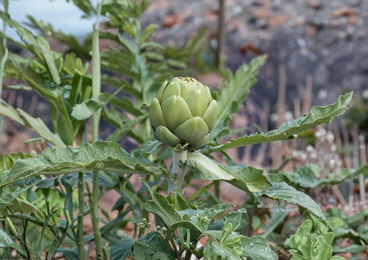 Green Globe Artichoke Seeds - Heirloom Gourmet Vegetable, Non-GMO, 10 Seeds