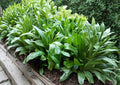 Culantro Seeds 100 Pack - Vietnamese Recao Herb, Tropical Leafy Green, Fast Growing, Cilantro Alternative, Eryngium foetidum