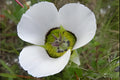 Rocky Mountain Mariposa Lily Seeds – Calochortus gunnisonii Native Wildflower for Rock Gardens & Alpine Landscapes
