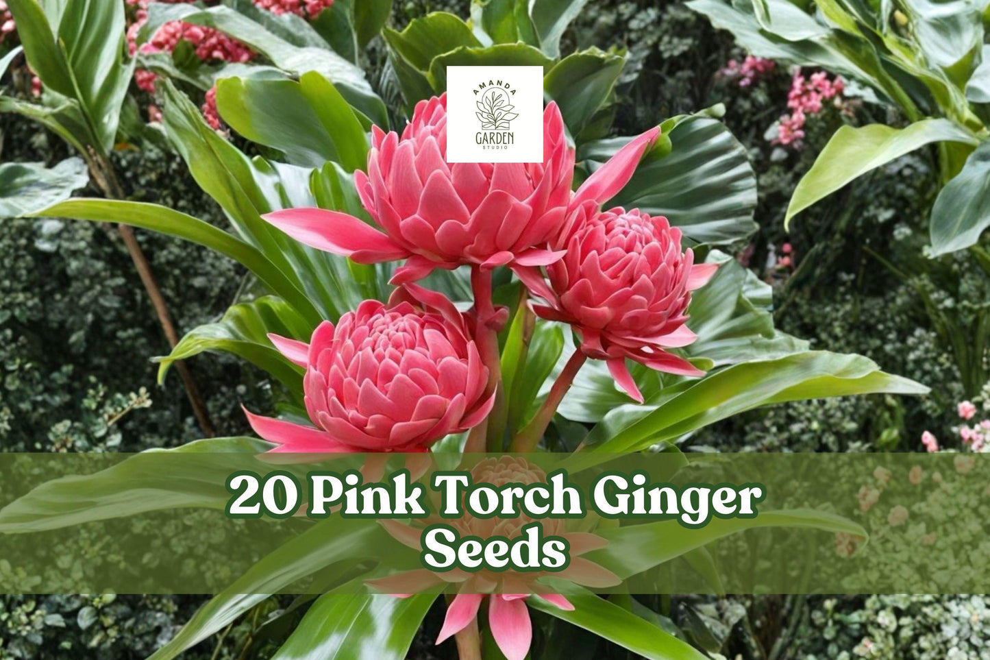 Pink Torch Ginger Seeds – 20 Tropical Ornamental Flowering Plant – Etlingera elatior for Warm Climate Gardens