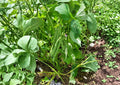 Provider Green Bush Bean Seeds – Heirloom Stringless Snap, Early Harvest, 25 Seeds, Fresh Stock