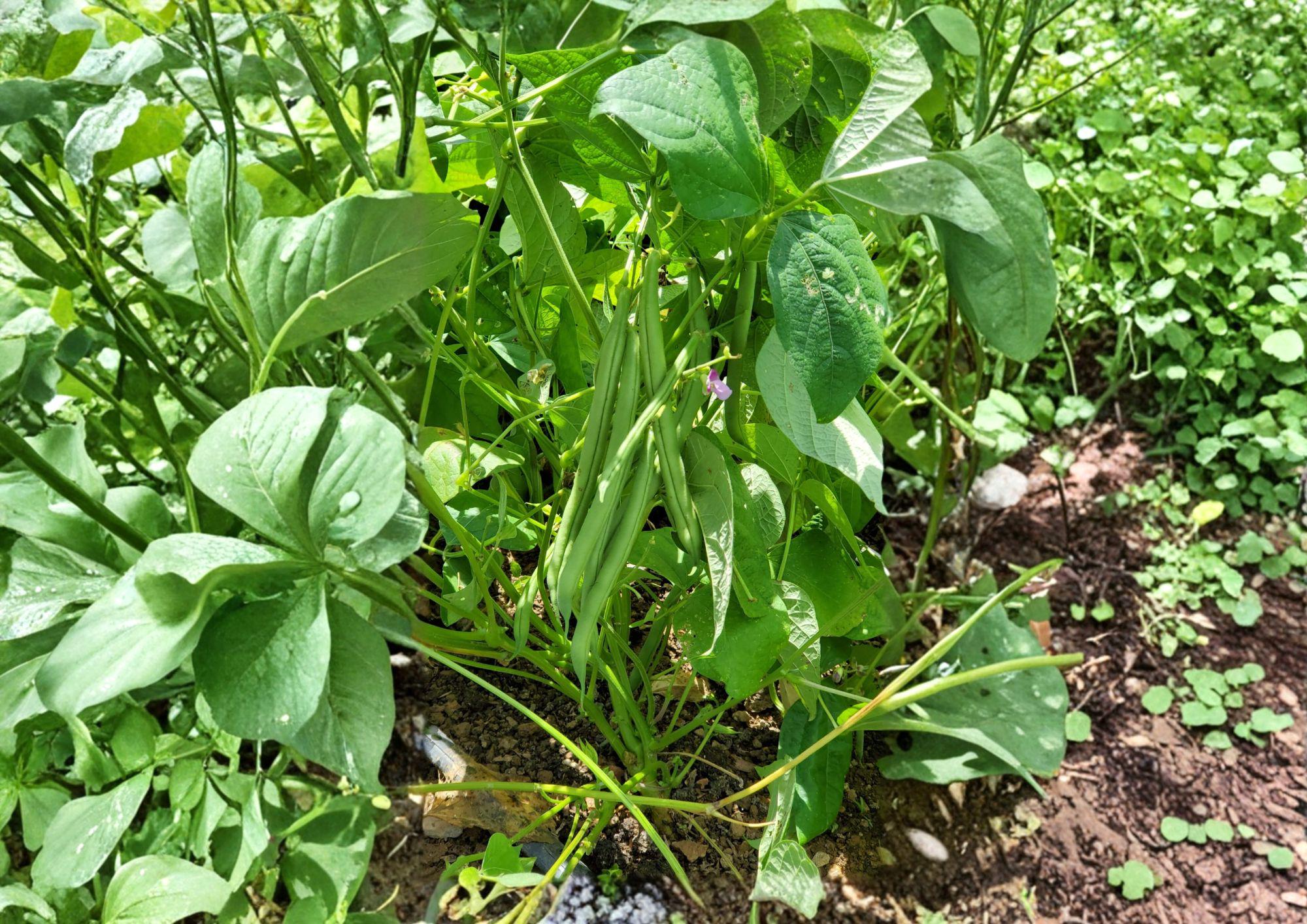 Provider Green Bush Bean Seeds – Heirloom Stringless Snap, Early Harvest, 25 Seeds, Fresh Stock