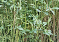 Fava Bean Seeds - Heirloom Broad Bean, Edible Legume, Season Vegetable, 10 Seeds, Fresh Stock