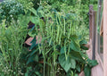 Petite Filet French Bean Seeds - Gourmet Haricot Vert, 50 Seeds - Edible Pod, Organic, BloomHavenNursery
