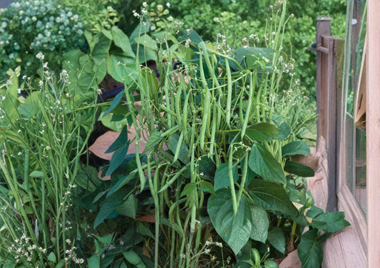 Petite Filet French Bean Seeds - Gourmet Haricot Vert, 50 Seeds - Edible Pod, Organic, BloomHavenNursery