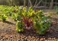 Detroit Dark Red Beet Seeds - 500 Heirloom Seeds for Gardening, Sweet Flavor, Non-GMO, Fast Shipping