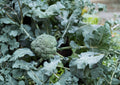 Waltham 29 Broccoli Seeds - 500 Heirloom Seeds, Cold Hardy, Fast Growing, Vegetable Seeds, Brassica oleracea