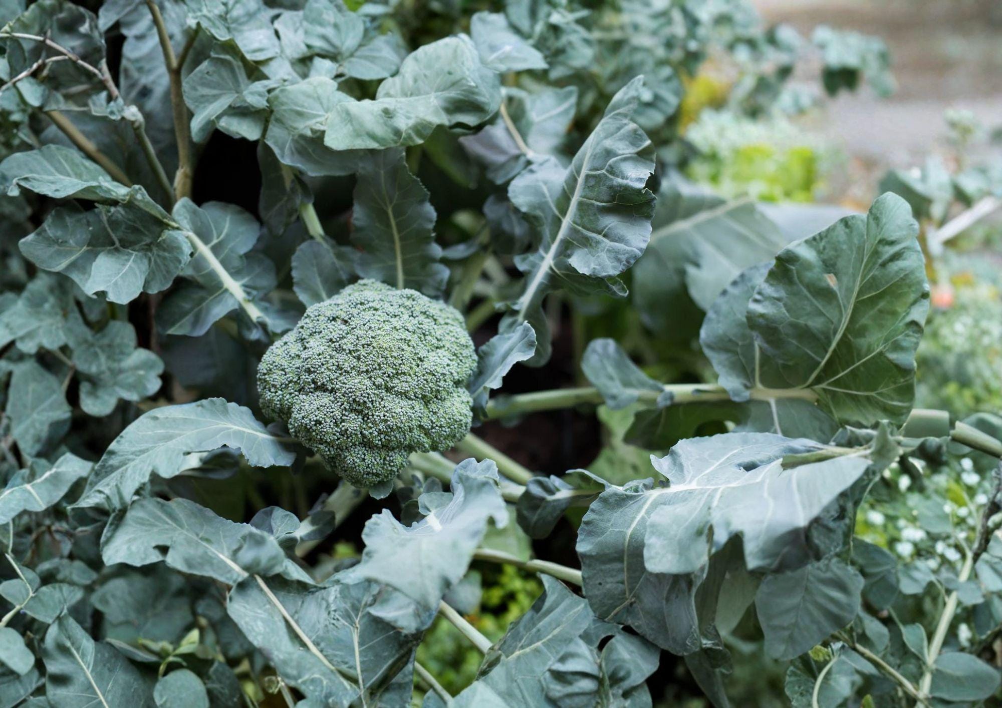 Waltham 29 Broccoli Seeds - 500 Heirloom Seeds, Cold Hardy, Fast Growing, Vegetable Seeds, Brassica oleracea