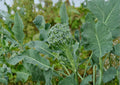 Calabrese Broccoli Seeds – Italian Heirloom, Green Sprouting, 500 Seeds, Easy to Grow, Brassica oleracea