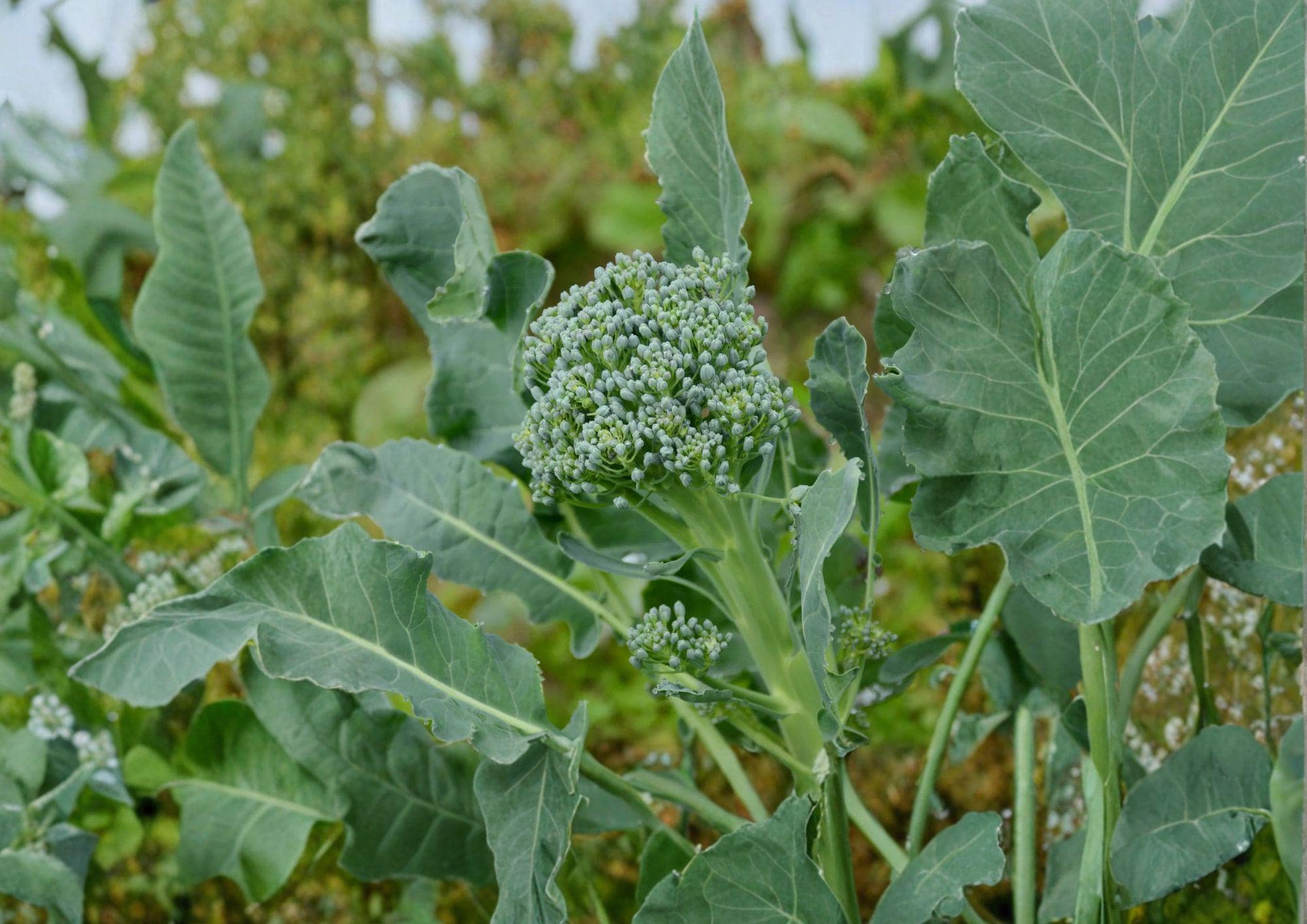Calabrese Broccoli Seeds – Italian Heirloom, Green Sprouting, 500 Seeds, Easy to Grow, Brassica oleracea