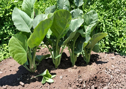 Kailaan Seeds 300 Open Pollinated Chinese Broccoli Gai Lan Vegetable Seeds - BloomHavenNursery