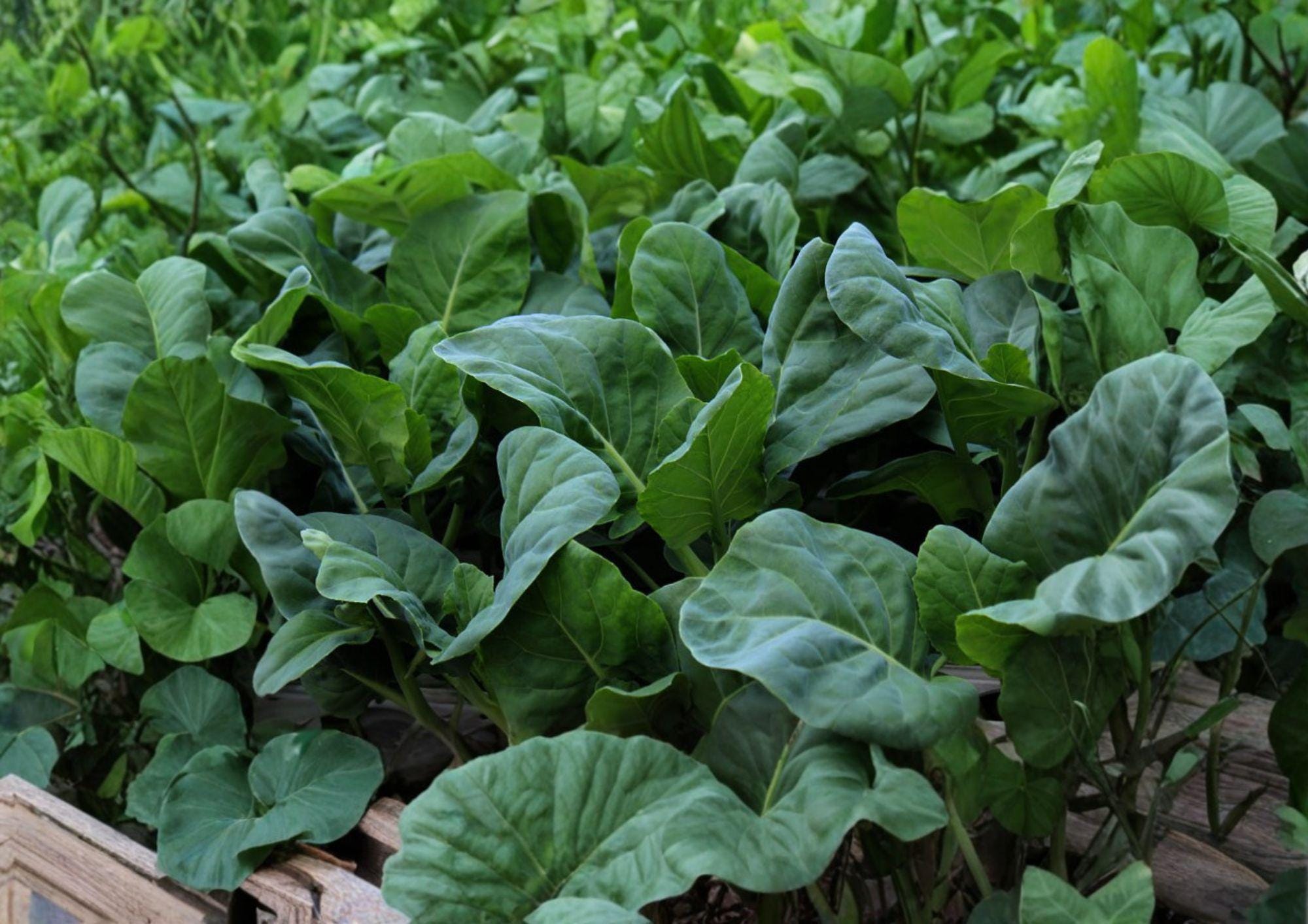 Wan Shen Kailan Seeds – Chinese Broccoli, Tender Stems, 300 Seeds, New Harvest Quality, Brassica oleracea var. alboglabra