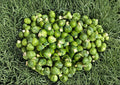 Long Island Improved Brussels Sprouts Seeds – 500 Heirloom Seeds for Gardening and Cooking