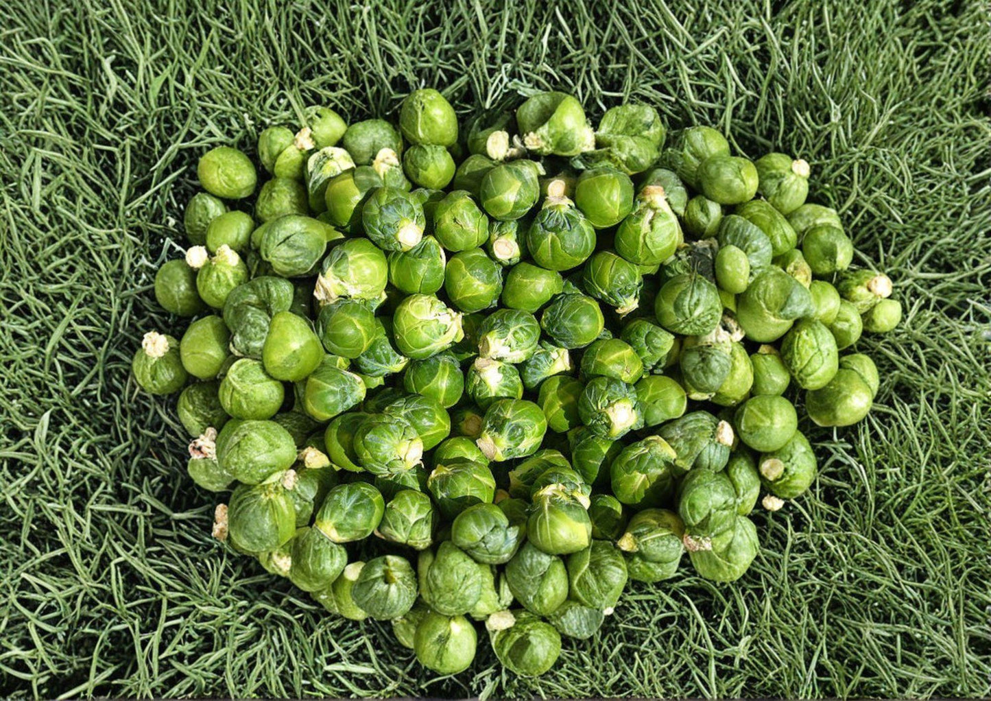 Long Island Improved Brussels Sprouts Seeds – 500 Heirloom Seeds for Gardening and Cooking