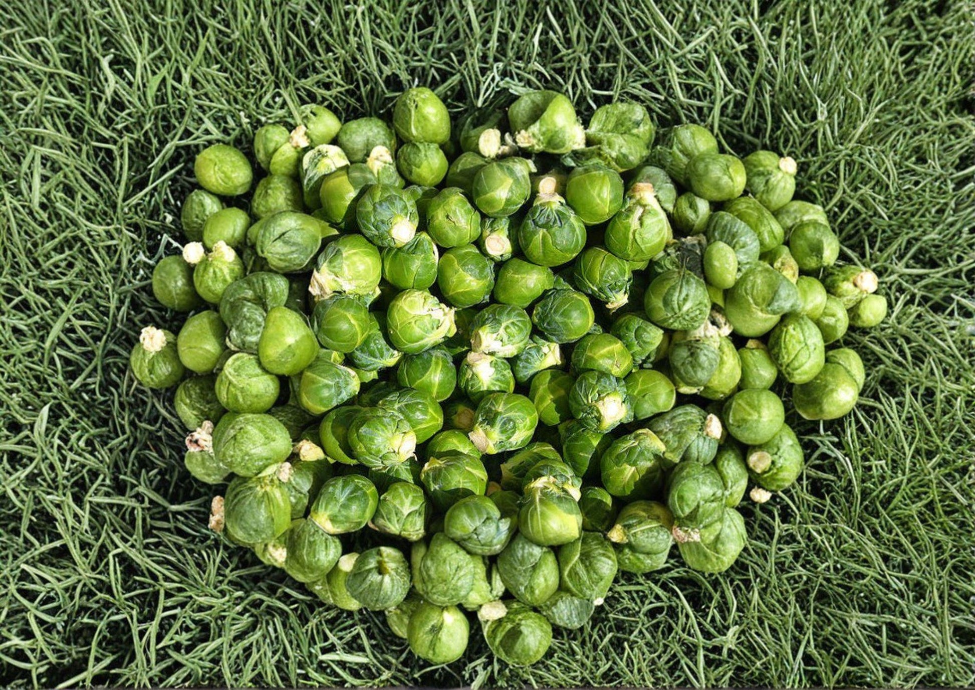 Long Island Improved Brussels Sprouts Seeds – 500 Heirloom Seeds for Gardening and Cooking