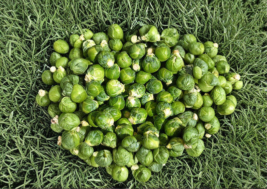 Long Island Improved Brussels Sprouts Seeds – 500 Heirloom Seeds for Gardening and Cooking