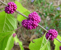 American Beautyberry Live Plant – 1-2 Ft. Purple Berry Shrub – Callicarpa americana Native Ornamental Bush