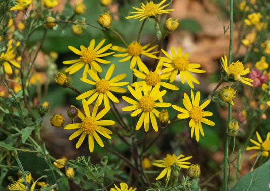 Packera Aurea Golden Ragwort Seeds – Woodland Garden Perennial with Yellow Spring Blooms – Non-GMO Seeds