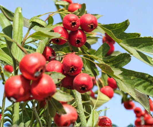 Mayhaw Tree Seedlings - 6" Crataegus aestivalis Red Hawthorn Fruit Trees, Edible & Ornamental Shrubs, Bare Root Plants