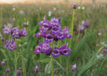 Showy Beardtongue Penstemon Seeds – Lavender Pink Native Perennial Flowers – 40 Seeds