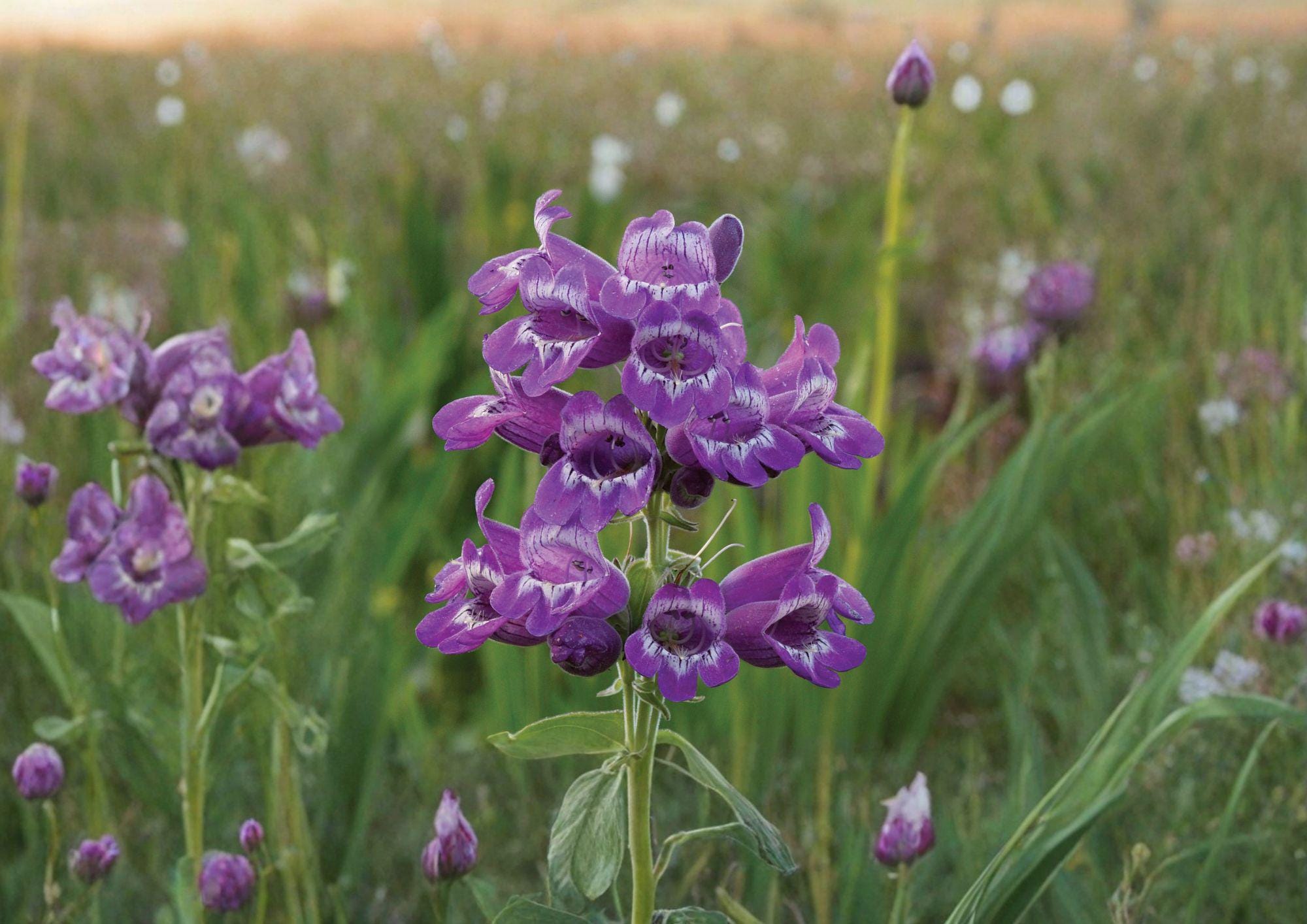 Showy Beardtongue Penstemon Seeds – Lavender Pink Native Perennial Flowers – 40 Seeds