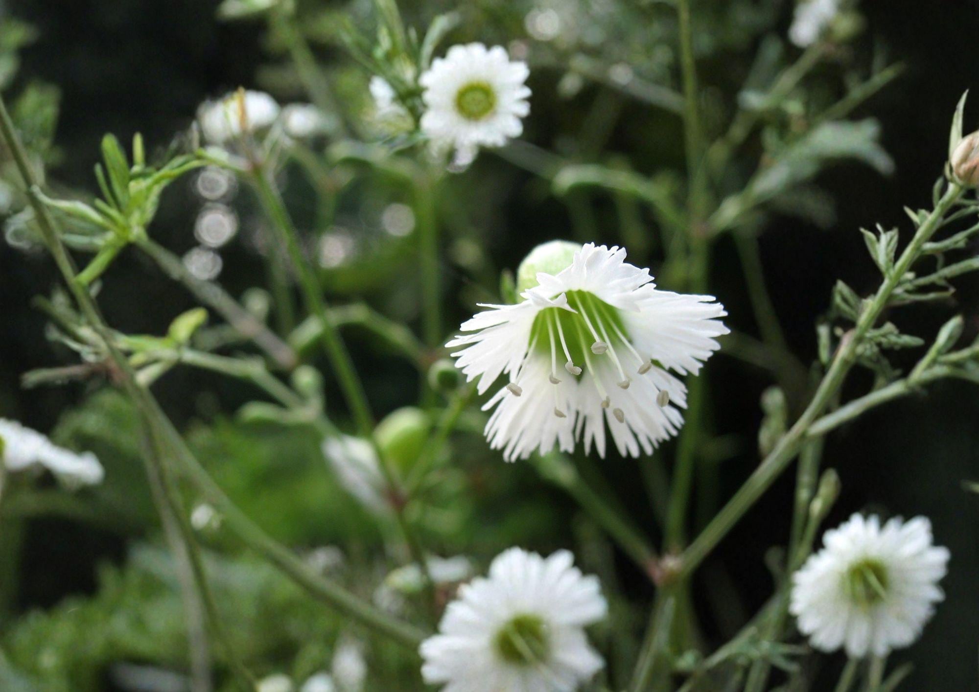 Silene Stellata Seeds – Starry Campion Woodland Perennial with Fragrant White Flowers – BloomHavenNursery