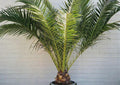 Phoenix Canariensis Seeds – Canary Date Palm Tropical Ornamental Tree, 10 Seeds, Fresh Stock
