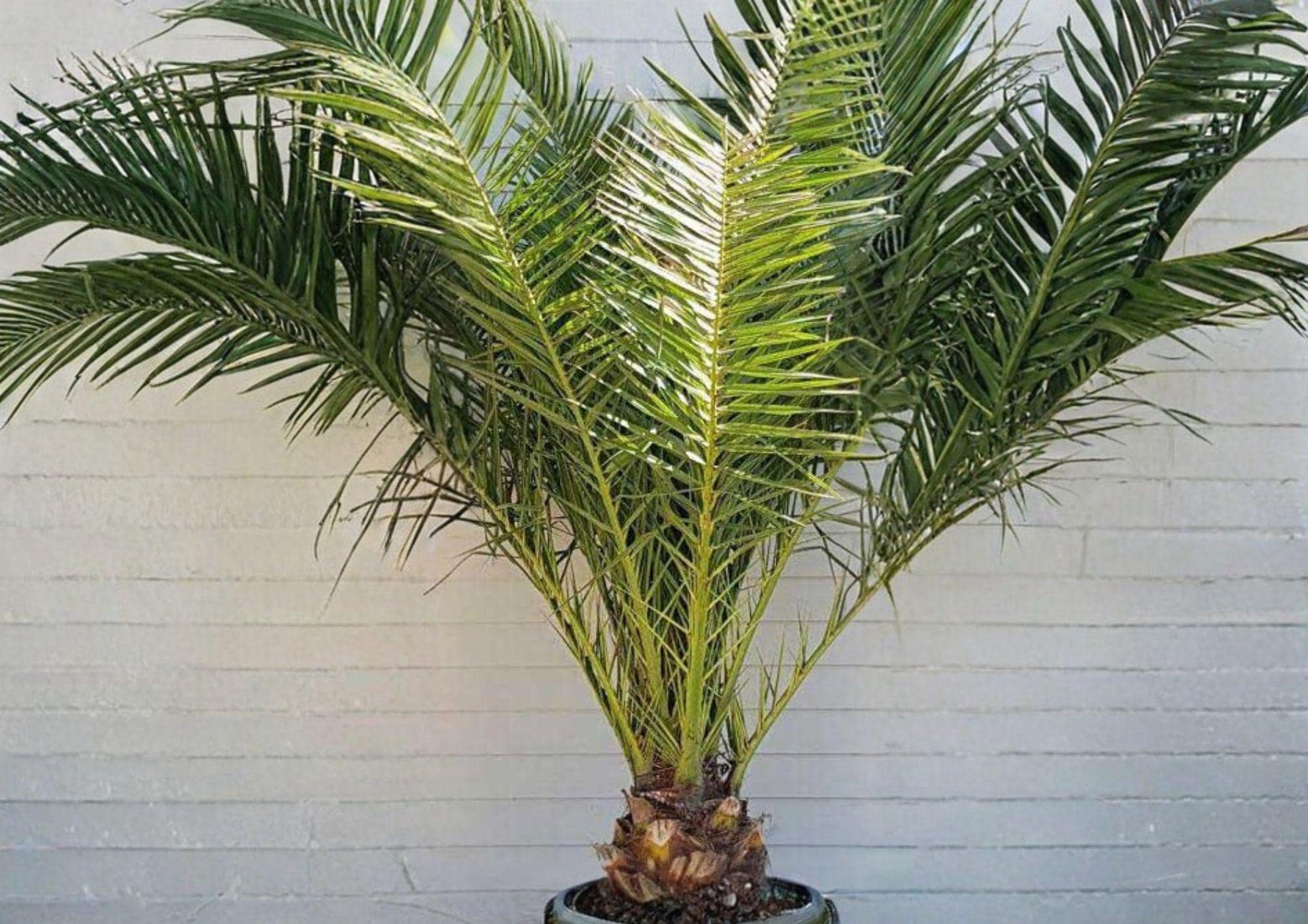 Phoenix Canariensis Seeds – Canary Date Palm Tropical Ornamental Tree, 10 Seeds, Fresh Stock