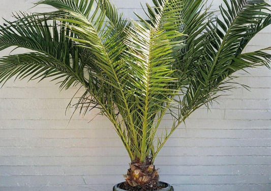 Phoenix Canariensis Seeds – Canary Date Palm Tropical Ornamental Tree, 10 Seeds, Fresh Stock