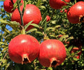 Pomegranate Fruit Tree Seedling – Wonderful Variety – Edible & Ornamental – Punica granatum – Live Plant
