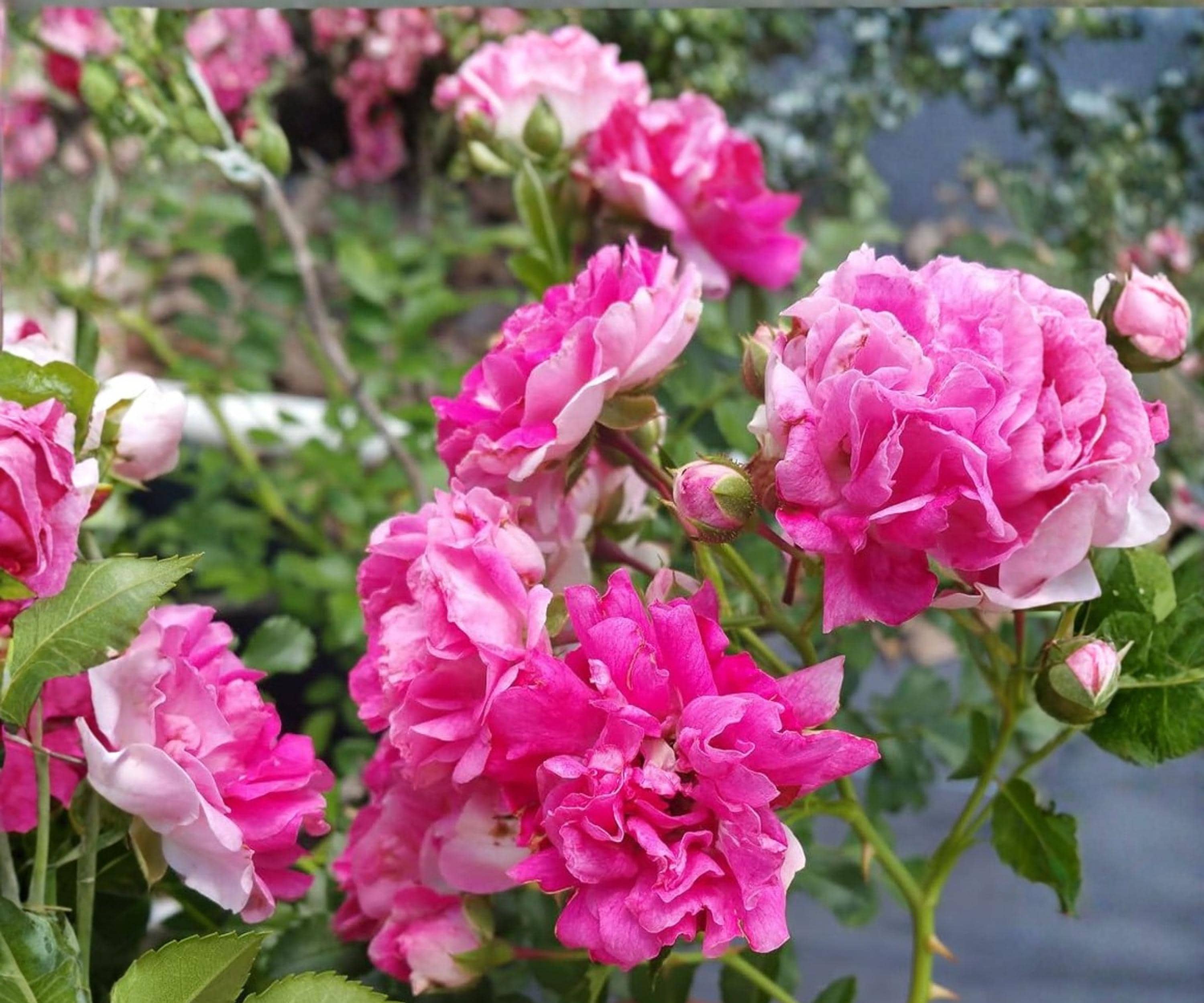 Seven Sisters Rose Live Plant – 3-6" Pink Climbing Rambler Heirloom Bush – Fragrant, Vigorous, Spring Blooming, USDA Zones 4-9