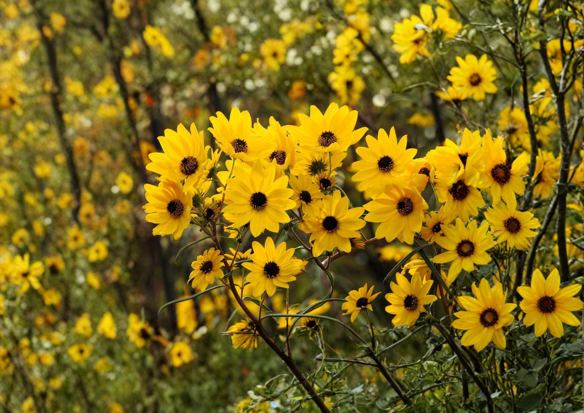 Swamp Sunflower Seeds – Tall Native Perennial with Bright Yellow Fall Blooms – Rain Garden Plant – Helianthus angustifolius