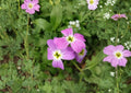Virginia Stock Seeds – Fragrant Pink Purple Annual Flower for Gardens – Fast Growing, Ornamental Garden Plant