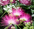 Silk Mimosa Live Plants - 6" Albizia julibrissin Pink Powder Puff Tree - Ornamental Flowering Tree for Garden