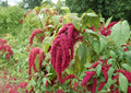 Love Lies Bleeding Seeds – Red Trailing Flower Tassels, Easy to Grow, Ornamental Plant, Amaranthus caudatus, 100 Count