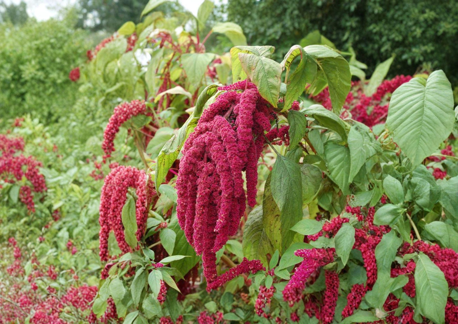 Love Lies Bleeding Seeds – Red Trailing Flower Tassels, Easy to Grow, Ornamental Plant, Amaranthus caudatus, 100 Count