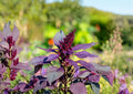 Red Garnet Amaranth Seeds – Ornamental Annual for Garden Borders, Beds, and Containers – Fast Growing Amaranthus cruentus