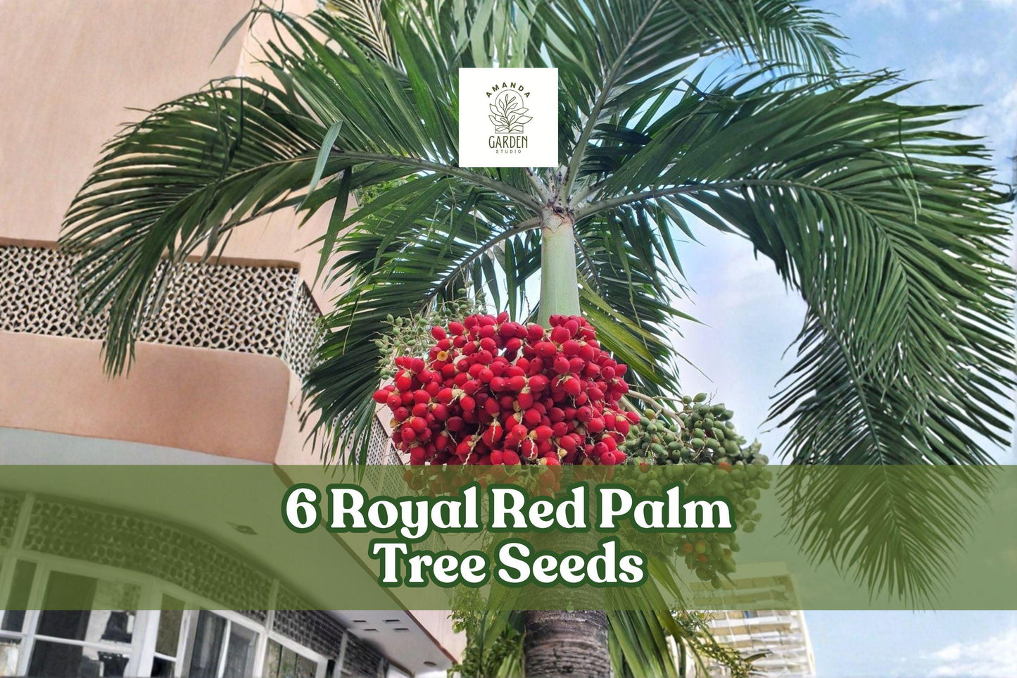 Royal Palm Tree Seeds – Tropical Roystonea regia – Ornamental Palm for Landscaping, Full Sun, Well-Draining Soil, 6 Seeds