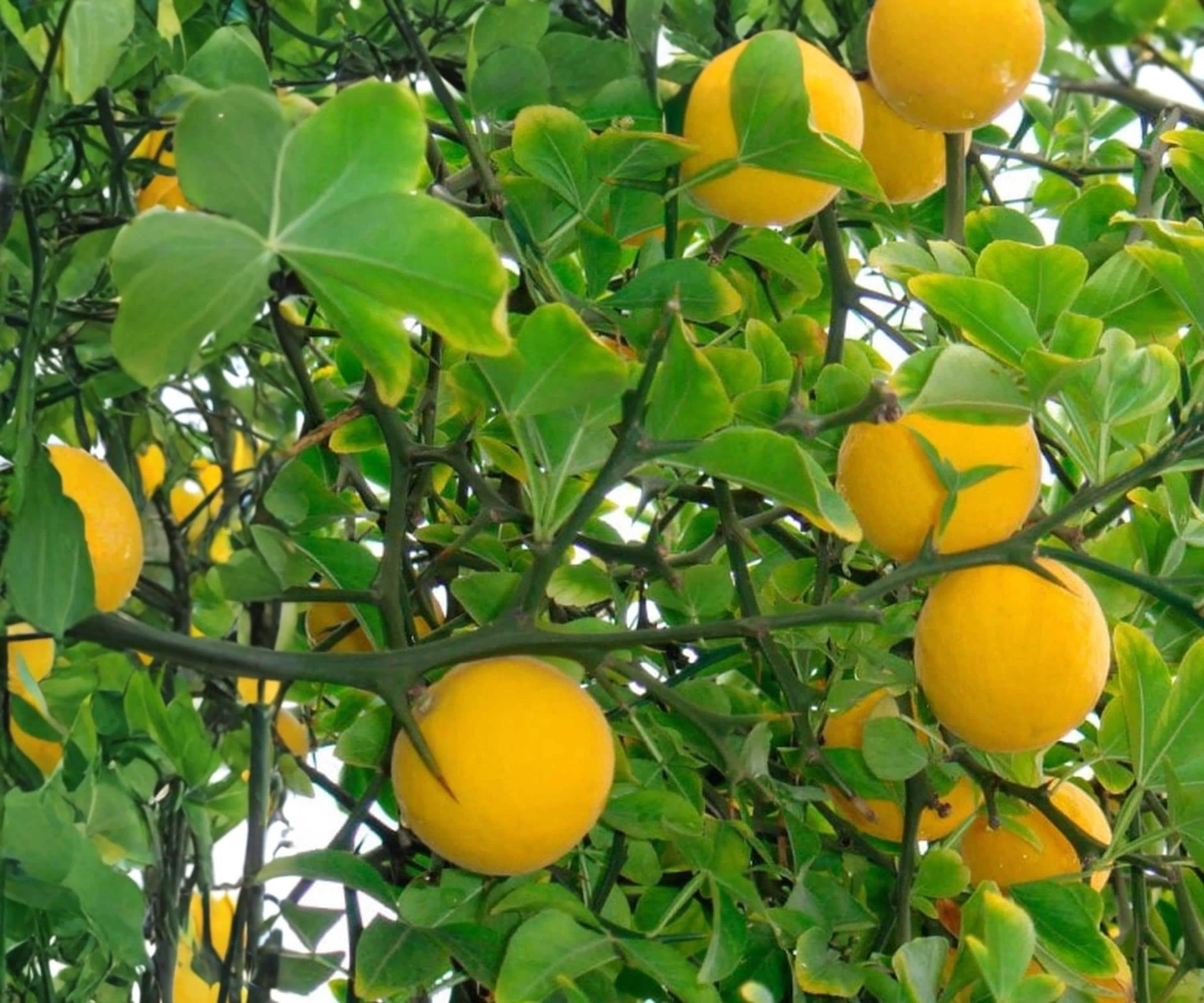 Flying Dragon Poncirus trifoliata Hardy Orange Seedlings – Cold-Hardy Citrus Tree, Twisted Branches, Ornamental & Culinary Use