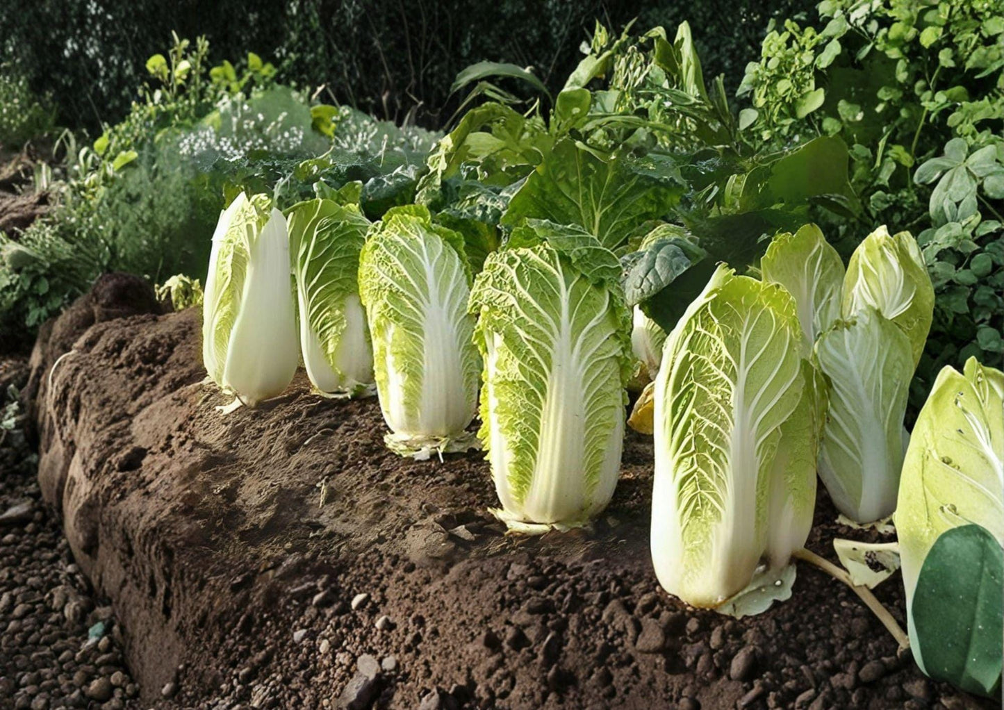 Kogane Chinese Cabbage Seeds, Napa Type, Heirloom Asian Vegetable, Fast Growing, 150 Seeds