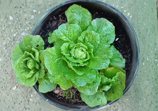 Matsushima Chinese Cabbage Seeds - 300 Napa Type Vegetable Seeds for Gardening and Cooking